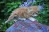 enochboy5weeks13620_small.jpg