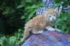 enochboy5weeks13622_small.jpg