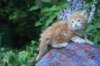 enochboy5weeks13623_small.jpg