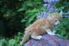 enochboy5weeks13624_small.jpg