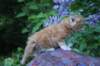 enochboy5weeks13627_small.jpg