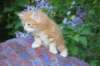 enochboy5weeks1362_small.jpg