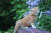 enochboy5weeks13630_small.jpg
