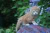 enochboy5weeks13632_small.jpg