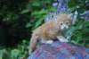 enochboy5weeks13633_small.jpg