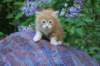 enochboy5weeks1363_small.jpg