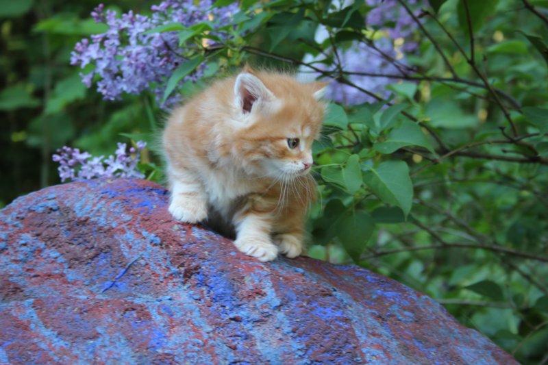 enochboy5weeks1364.jpg