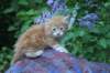 enochboy5weeks13641_small.jpg