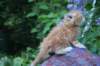enochboy5weeks13644_small.jpg