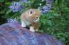 enochboy5weeks1364_small.jpg