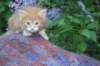 enochboy5weeks13650_small.jpg