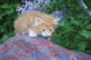 enochboy5weeks13651_small.jpg