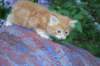 enochboy5weeks13653_small.jpg