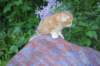 enochboy5weeks13659_small.jpg