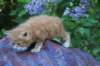 enochboy5weeks1365_small.jpg