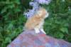 enochboy5weeks13664_small.jpg
