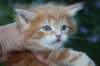 enochboy5weeks1368_small.jpg