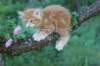 enochboy7weeks286106_small.jpg
