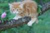 enochboy7weeks286107_small.jpg