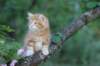 enochboy7weeks28613_small.jpg