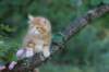 enochboy7weeks28615_small.jpg