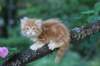 enochboy7weeks28627_small.jpg