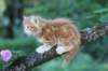 enochboy7weeks28630_small.jpg
