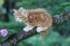 enochboy7weeks28631_small.jpg