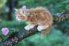 enochboy7weeks28632_small.jpg
