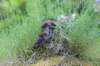 ephratah115weeks27710_small.jpg