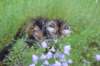 ephratah115weeks27711_small.jpg