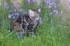 ephratah115weeks27714_small.jpg
