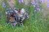 ephratah115weeks27715_small.jpg