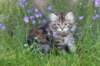 ephratah115weeks27717_small.jpg