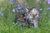 ephratah115weeks27718_small.jpg