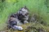 ephratah115weeks2779_small.jpg