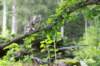 ephratah125viikkoa4810_small.jpg