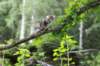 ephratah125viikkoa4813_small.jpg