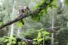 ephratah125viikkoa4814_small.jpg