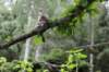 ephratah125viikkoa4815_small.jpg
