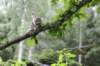 ephratah125viikkoa4817_small.jpg
