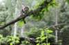 ephratah125viikkoa4819_small.jpg
