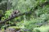 ephratah125viikkoa4827_small.jpg