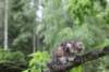 ephratah125viikkoa4829_small.jpg