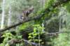ephratah125viikkoa488_small.jpg