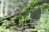 ephratah125viikkoa489_small.jpg