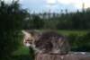 Photo Number 6