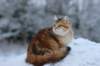 img_4647_small.jpg