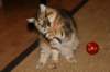 img_3203_small.jpg