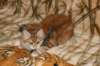 img_3230_small.jpg